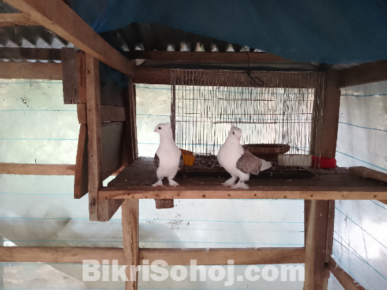 ঝর্ণা সার্টিং কবুতর